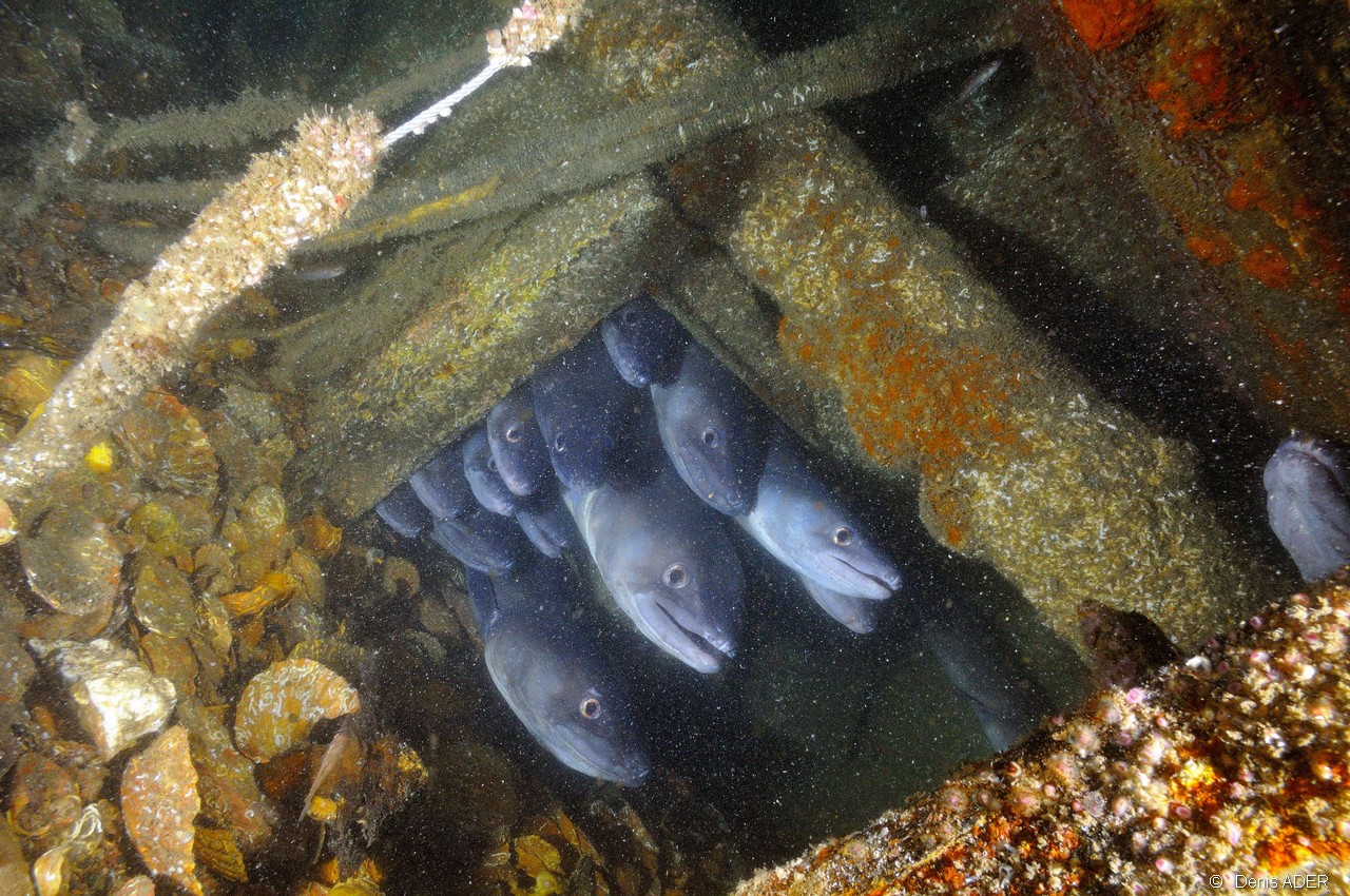 Conger conger epave-Belle ile  Philippe Eric-20m-20160701-Denis-ADER-DSC_8384_tn.jpg